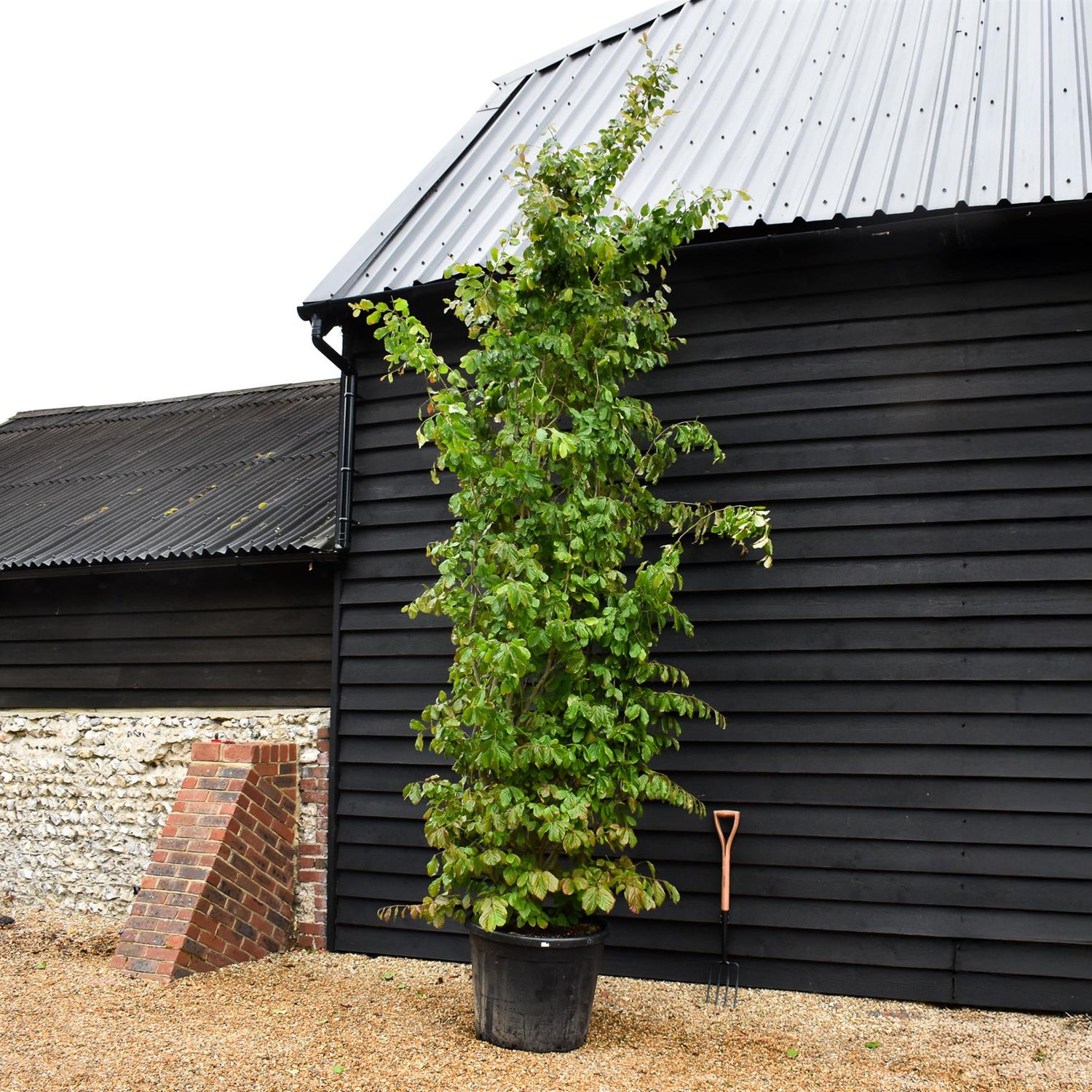 Parrotia persica | Persian Ironwood - Large Shrub - Height 370-400cm - 130lt