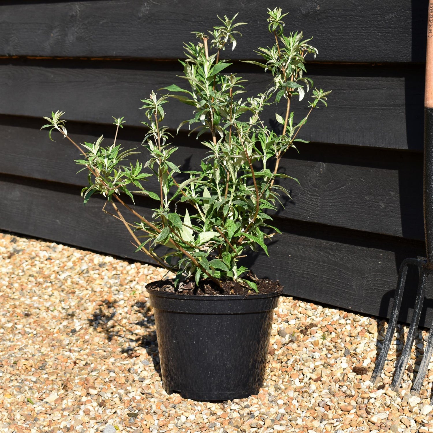 Buddleja White Profusion - Shrub - Height 40-60cm - 5lt