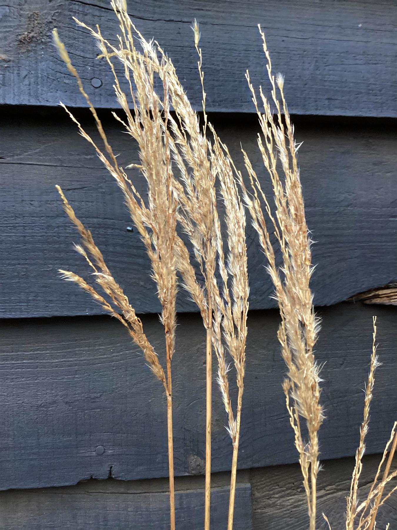 Miscanthus sinensis | Ornamental grass 'Squaw' - 5lt