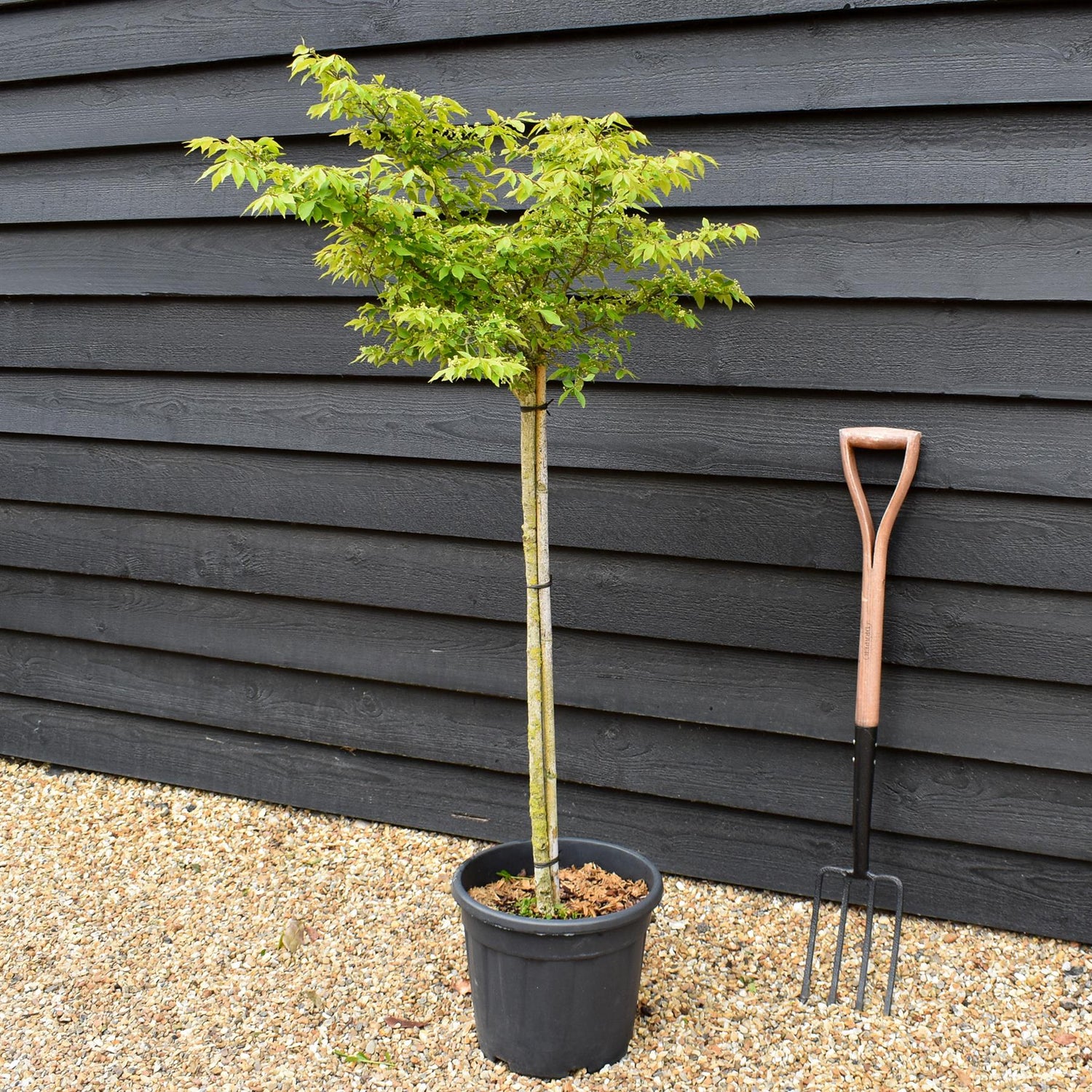 Euonymus alatus Shrub | Winged Spindle Small Tree - - Clear Stem 100cm - Height 140-150cm - 15lt