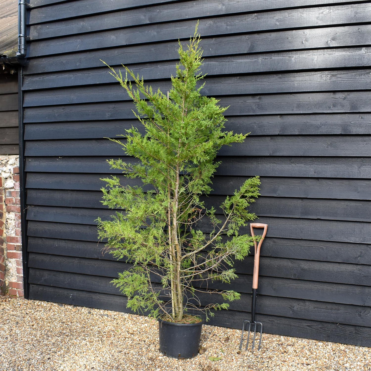 Leyland Cypress - 130-180cm, 20lt