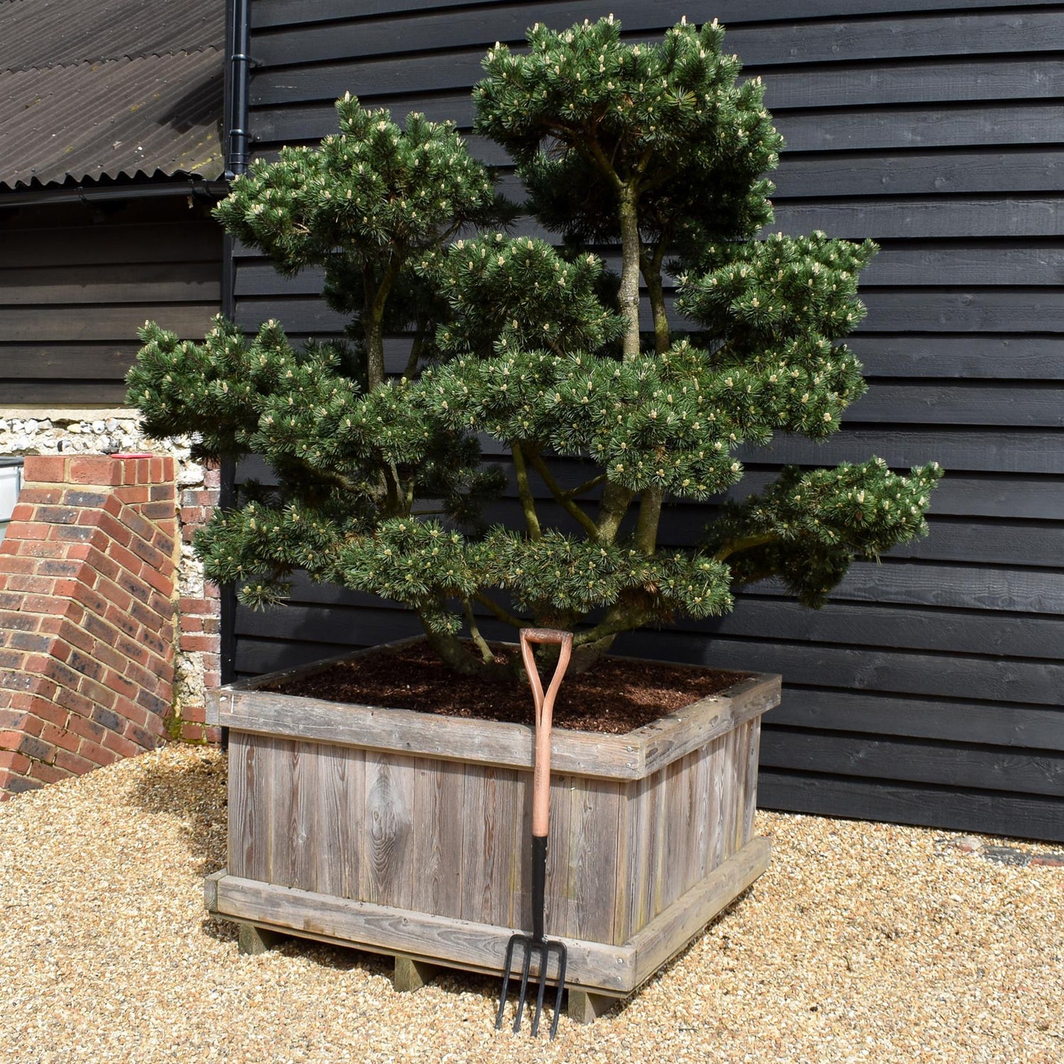 Pinus mugo 'Gnom' - Height 100cm - Width 90-100cm - 65lt