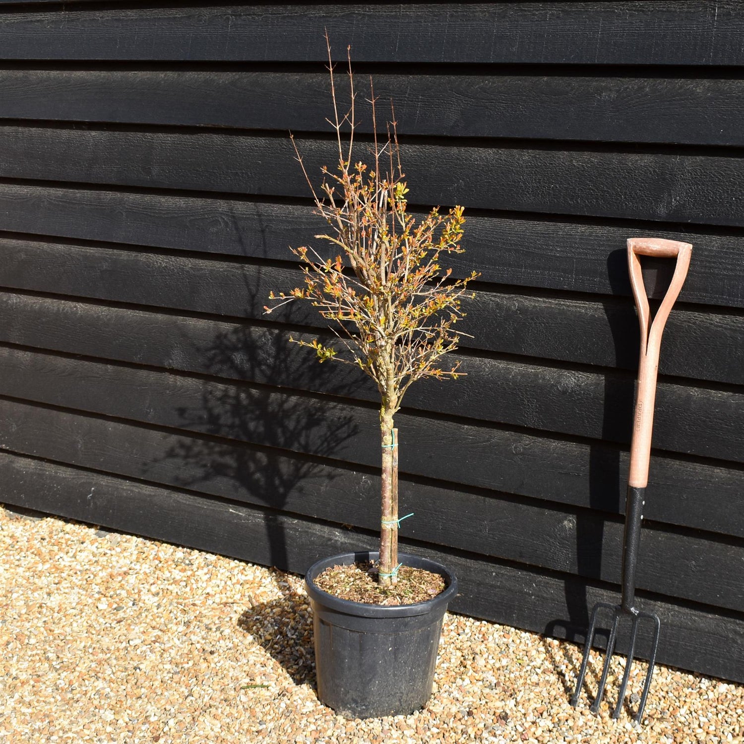 Punica granatum - Pomegranate - Ministem - 130-140cm - 18lt