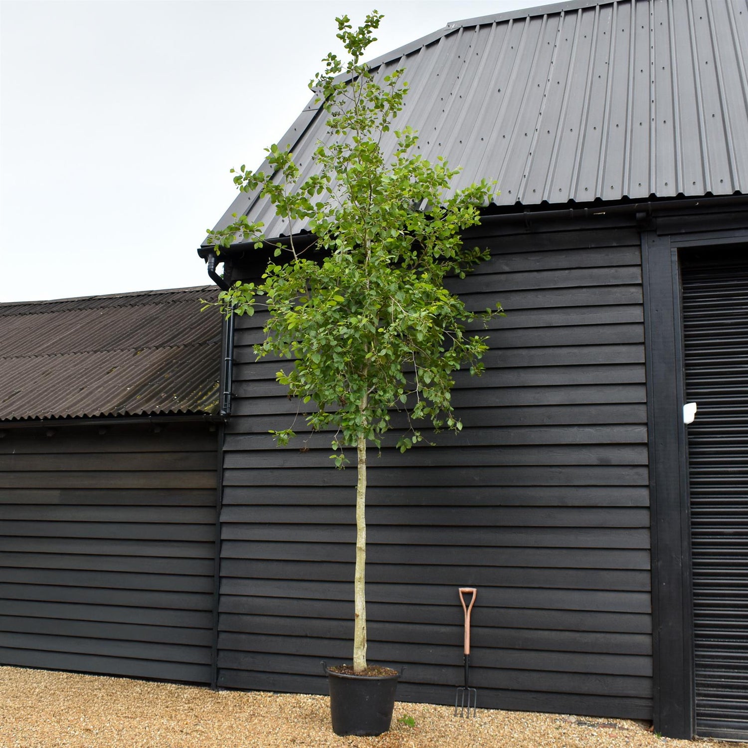 Alnus Incana - Grey Alder tree - Clear Stem - Standard - Girth 12-14cm - Height 450-480cm - 70lt