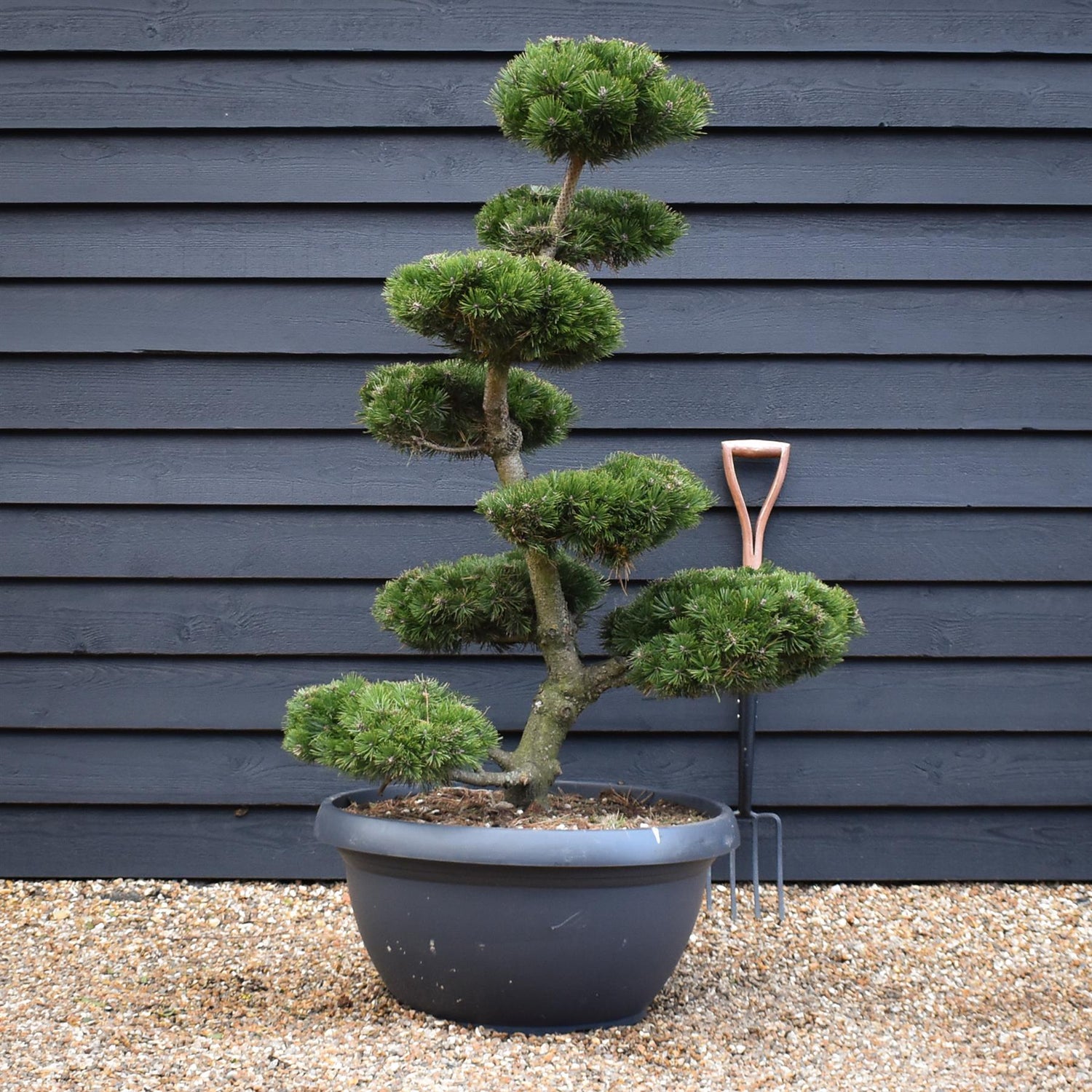 Pinus Mugo 'Mops' - Bonsai - Cloud Tree - 8 Clouds - Height 130cm - 90lt