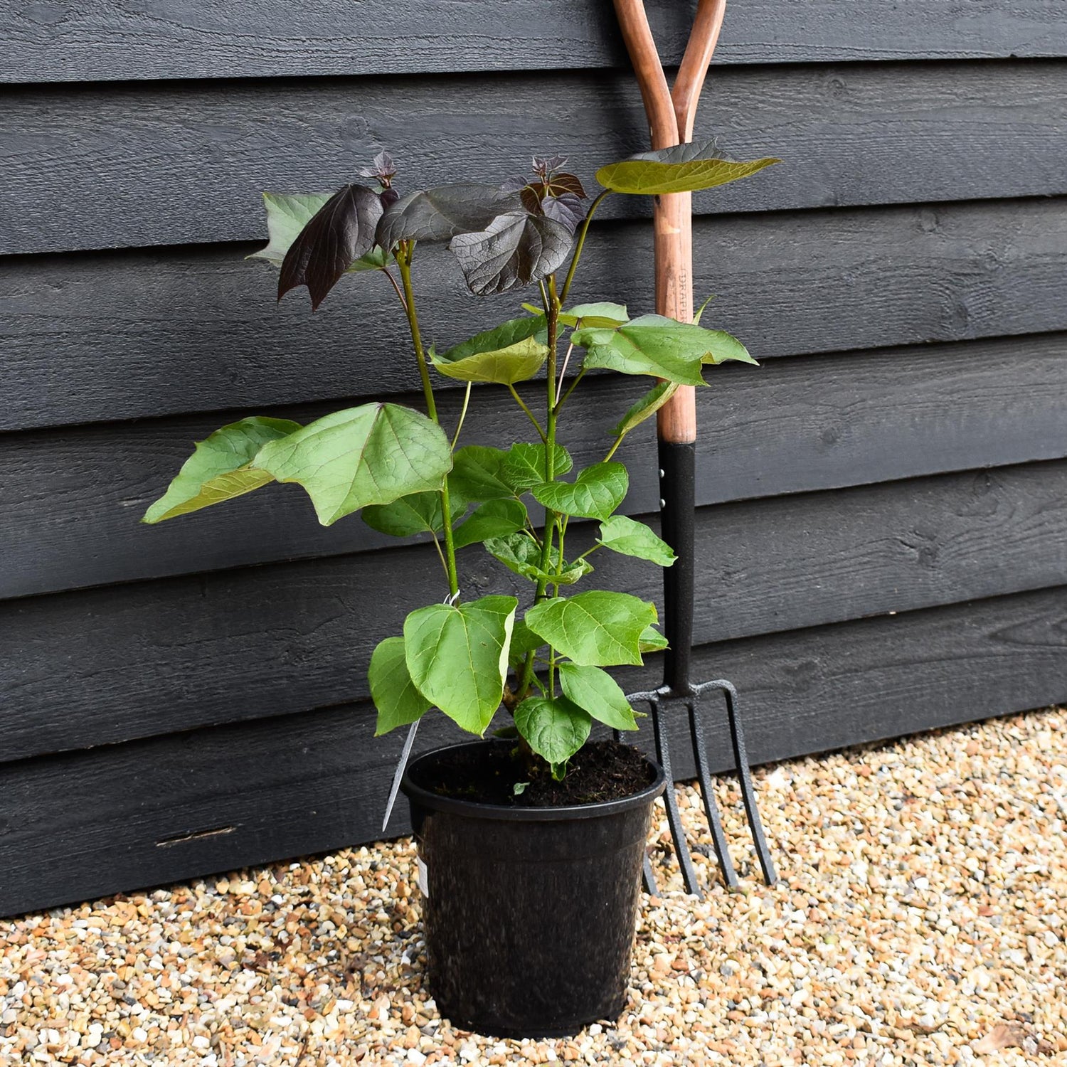 Catalpa erubescens 'Purpurea' - Shrub - Height 50-70cm - 7.5lt