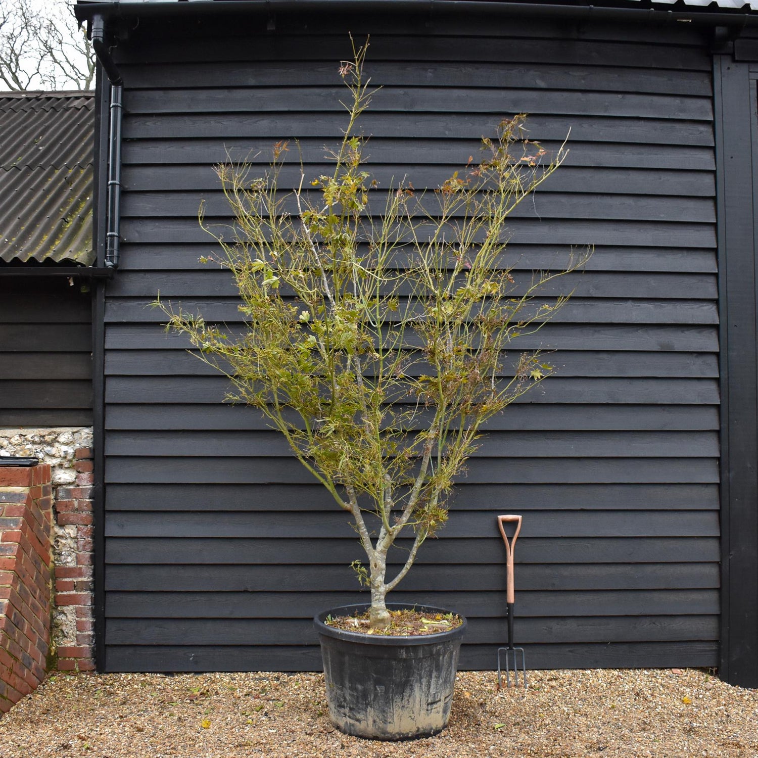 Acer palmatum Linearilobum | Japanese maple 'Linearilobum' - Specimen Tree - Height 280-300cm - 180lt