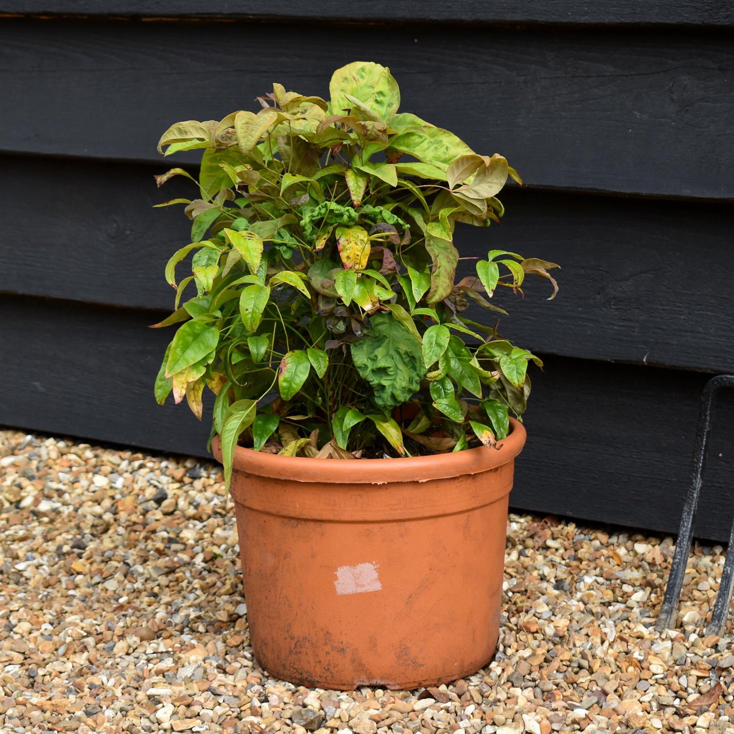 Nandina domestica Pink Blush - Height 30-40cm -7.5lt