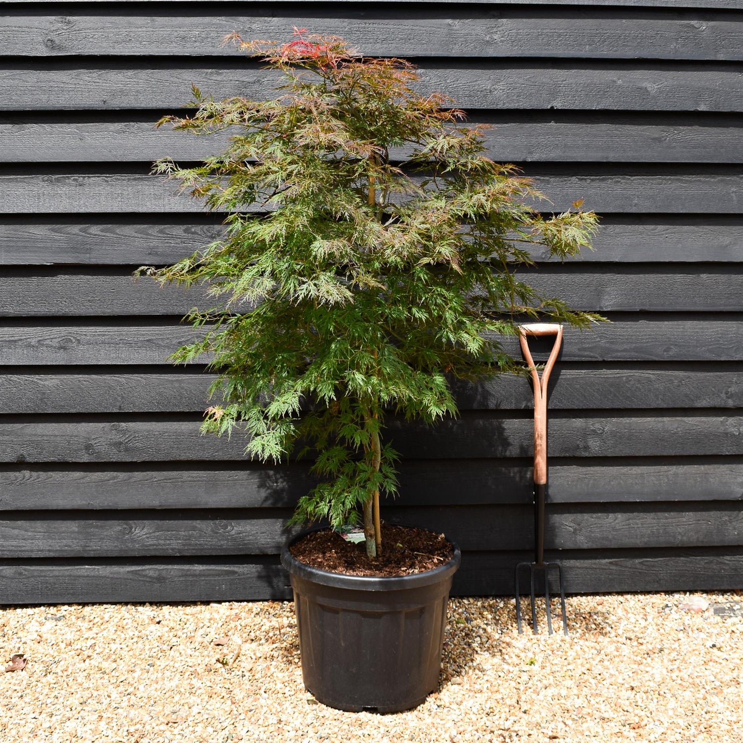 Japanese maple 'Orange Dream' | Acer palmatum - Bushy - Height 135-155cm - 55lt