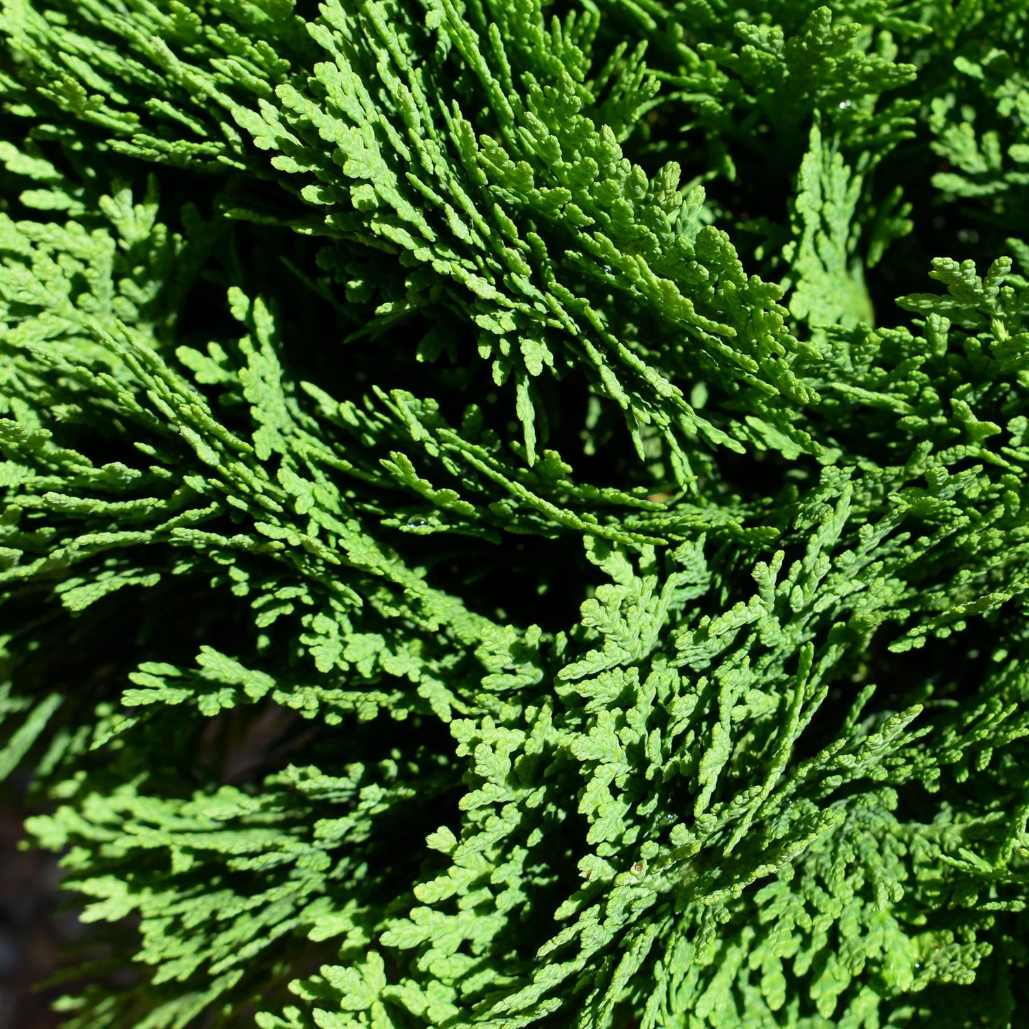 Thuja occidentalis Danica | White Cedar 'Danica' - Height 20cm - Width 30cm - 7.5lt