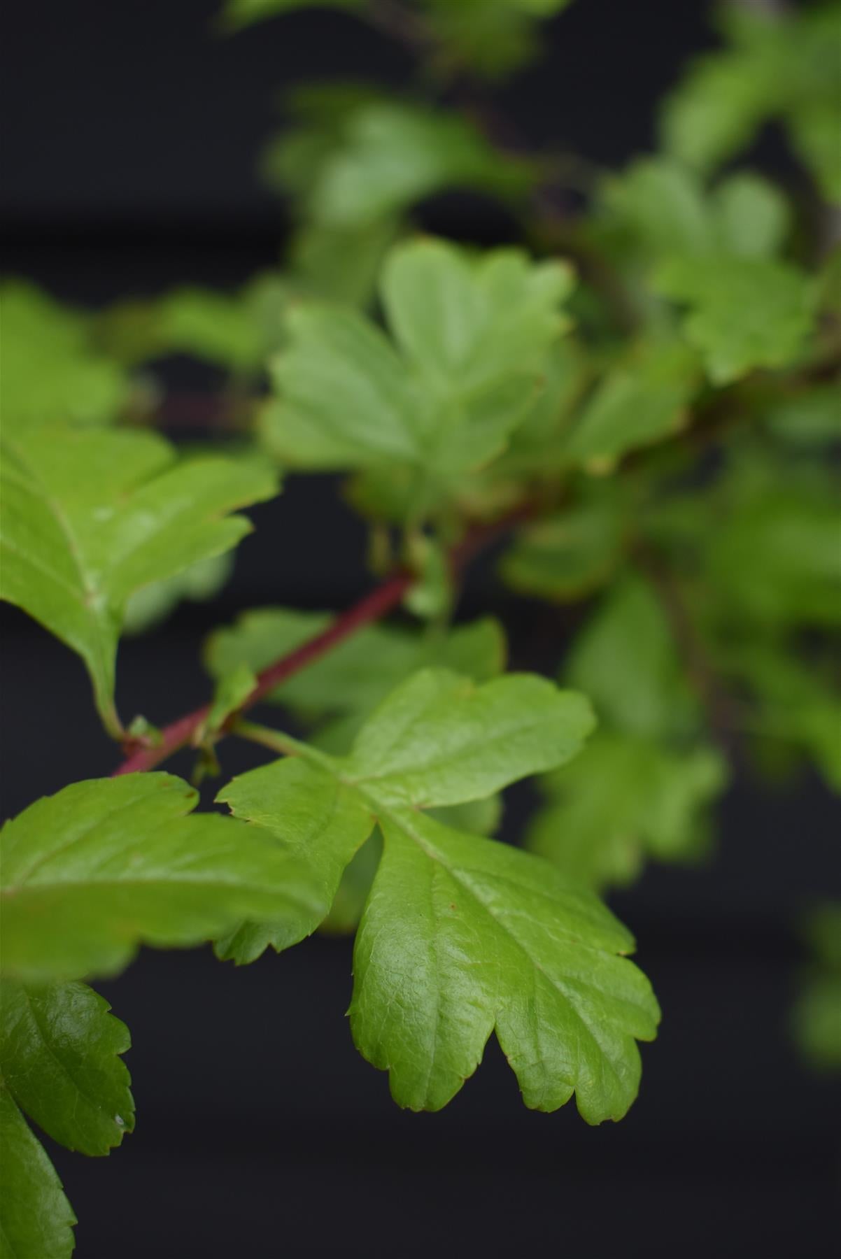 Crataegus Monogyna - Height 140-160cm - Bushy - 10lt