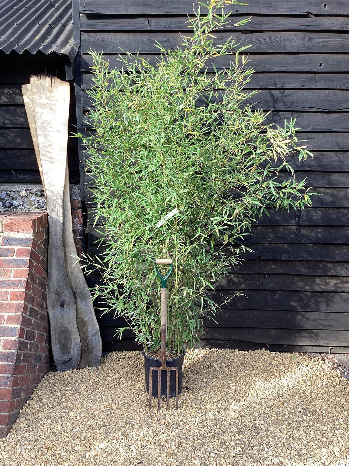 Phyllostachys aurea | Fish-pole bamboo
