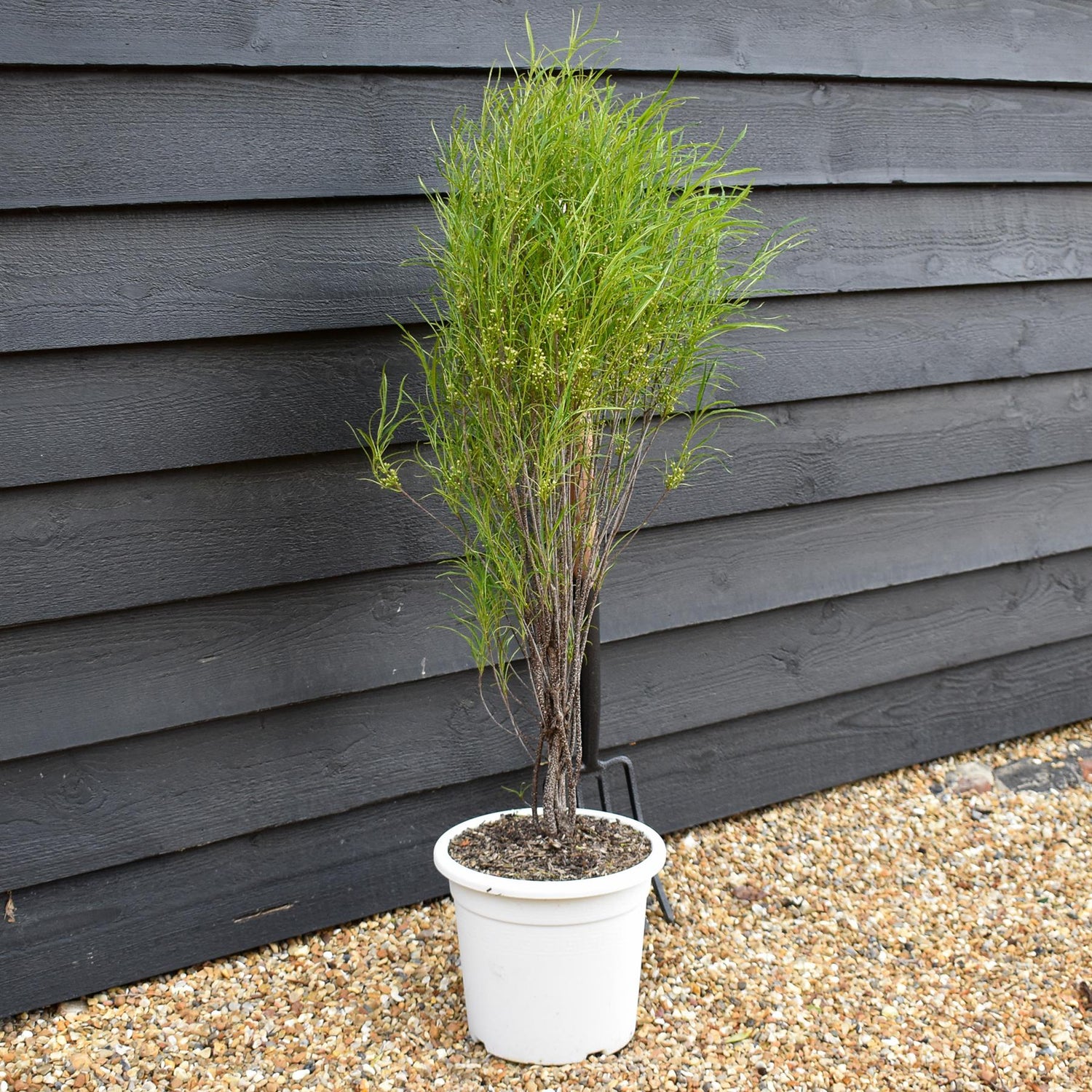 Rhamnus frangula 'Fine Line' - Shrub - Height 90cm - 10lt