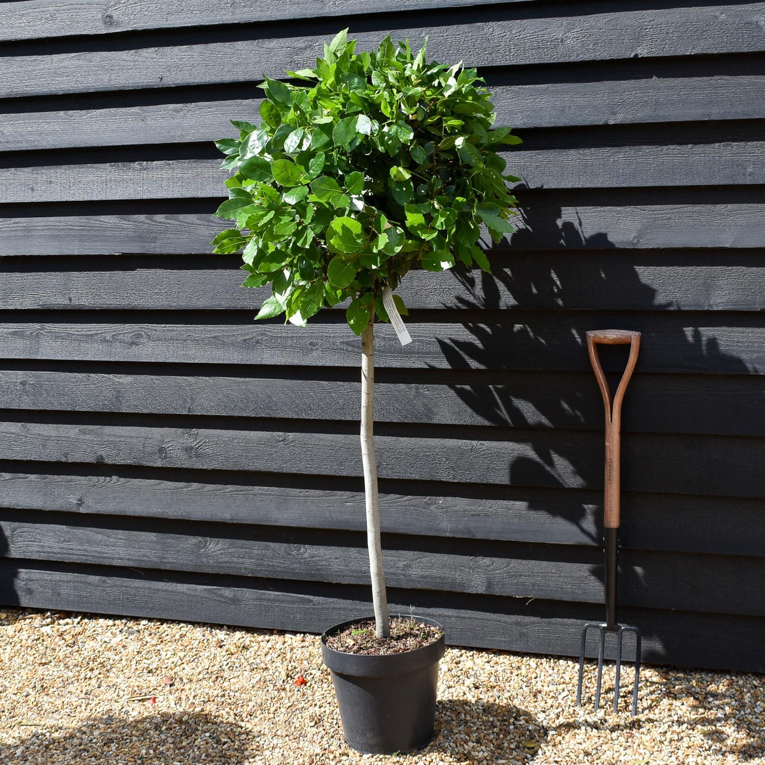 Laurus Nobilis - Clear Stem (65cm)| Bay laurel tree - Height 130-135cm - 18lt