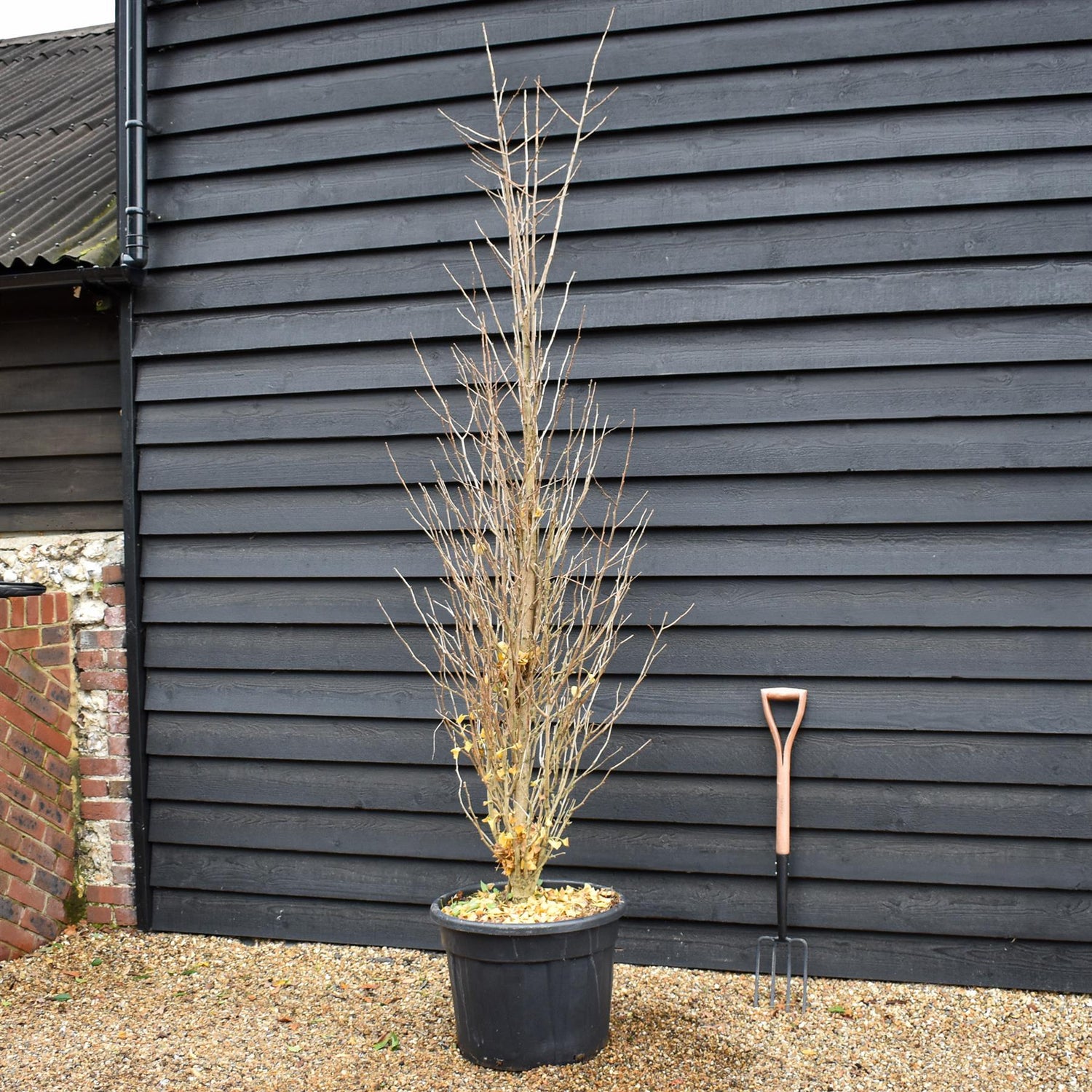 Ginkgo biloba | Maidenhair Tree - 'Fastigiata' Bushy - Height 280-300cm - 70lt