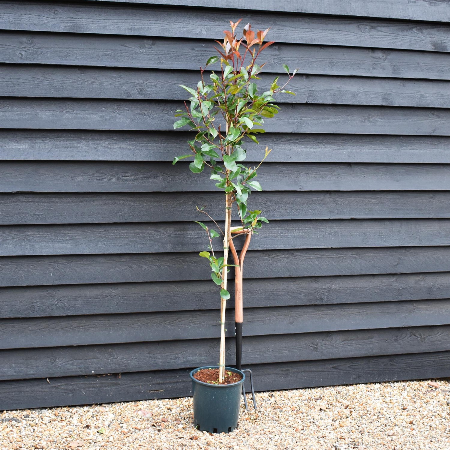 Photinia x fraseri Red Robin - Tree - Height 160-180cm - 12lt