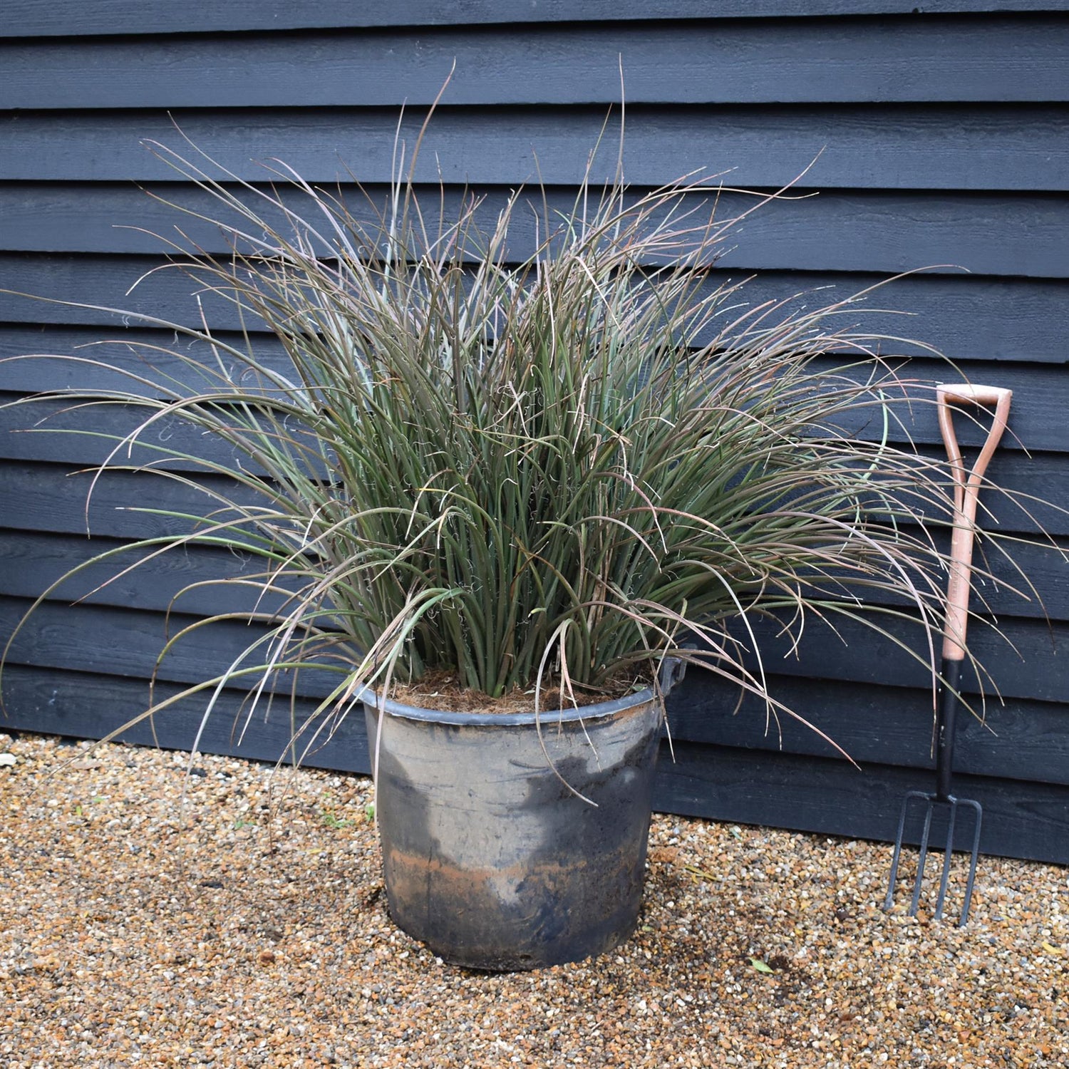 Hesperaloe parviflora | Redflower false yucca - Height 90-100cm - 70lt