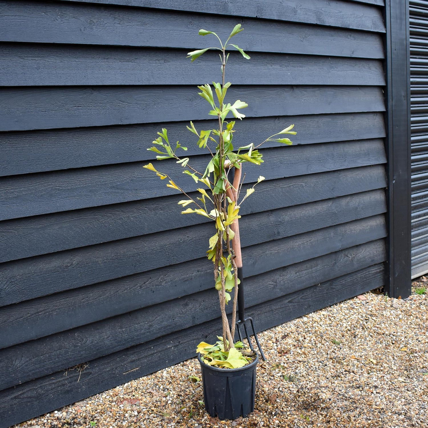 Ginkgo biloba | Maidenhair Tree - Bushy - Height 110-125cm - 12lt