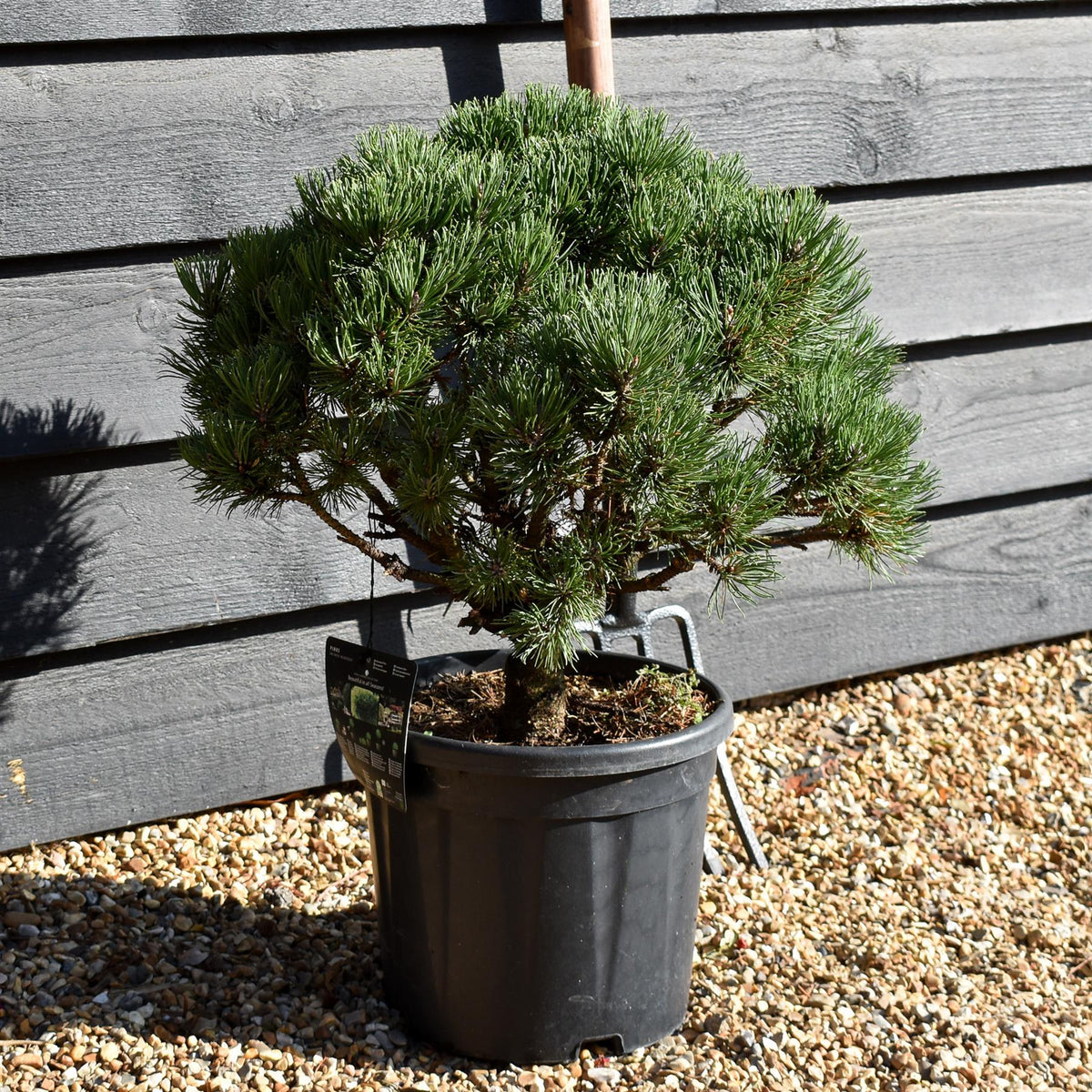 Pinus uncinata 'Heideperle' | Mountain pine - Height 40-50cm - Width 20cm - 11lt