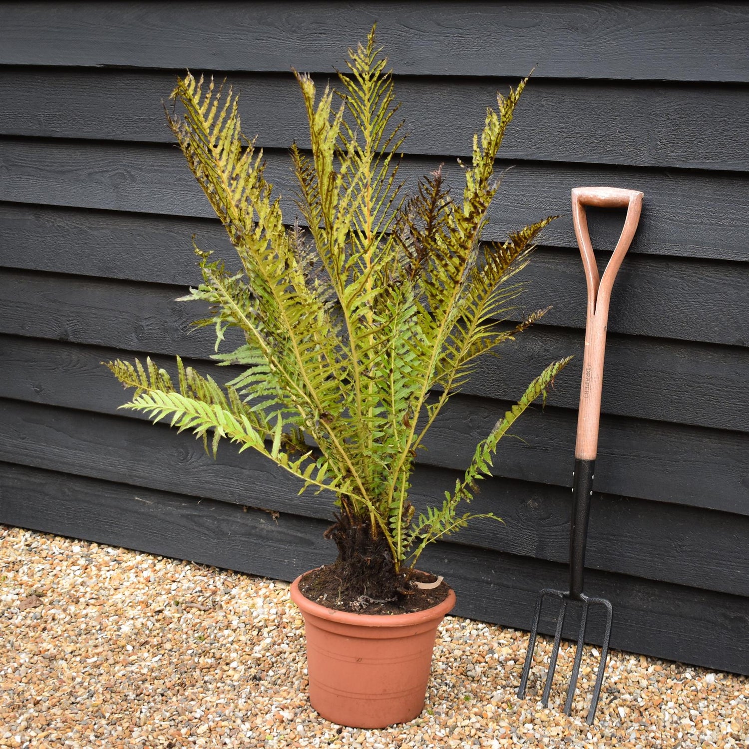 Blechnum brasiliense 'Volcano' | Dwarf Brazilian Tree Fern- Fern - 10lt