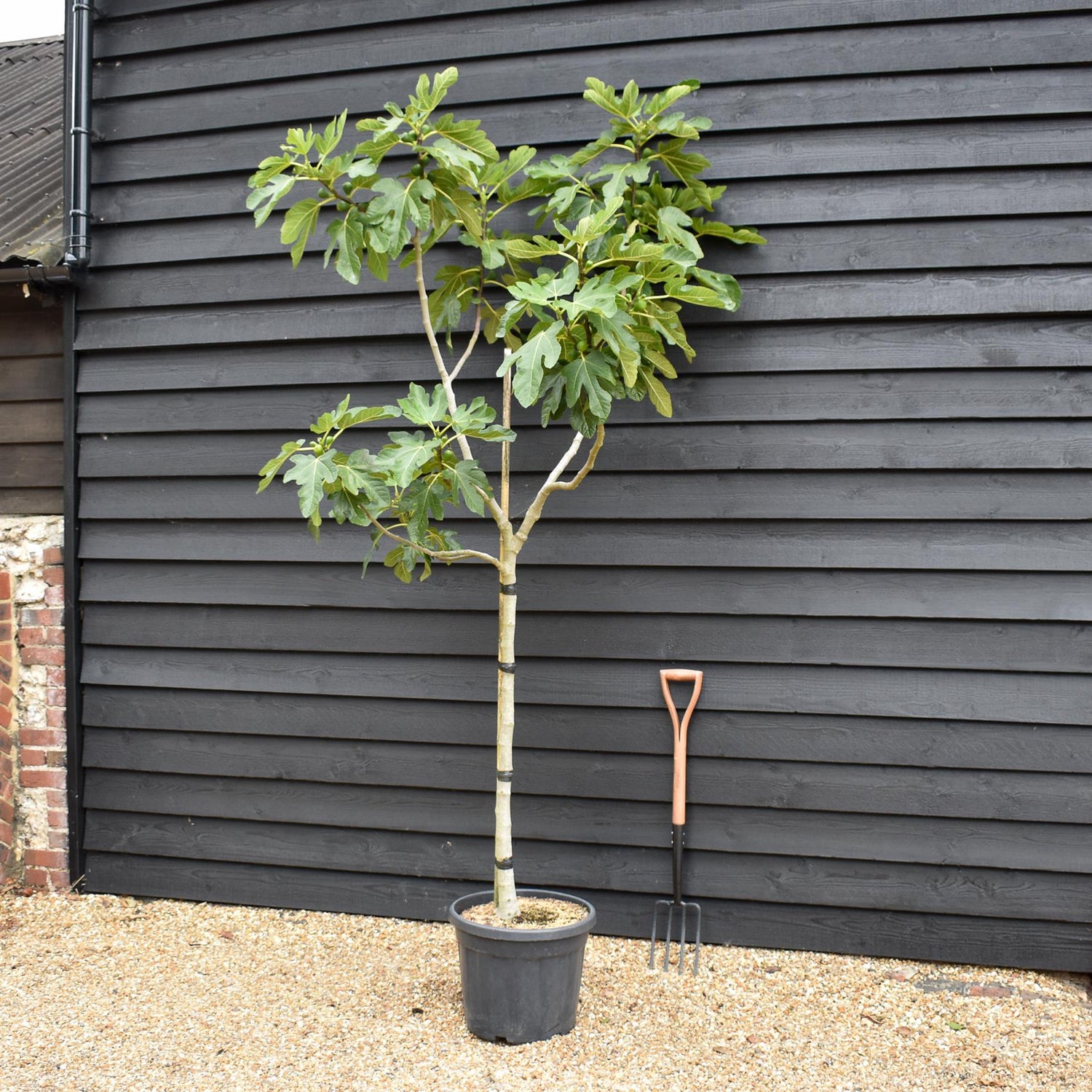 Fig - Ficus carica 'Brogiotto Bianco' - Half Standard - Height 180-200cm - 35lt