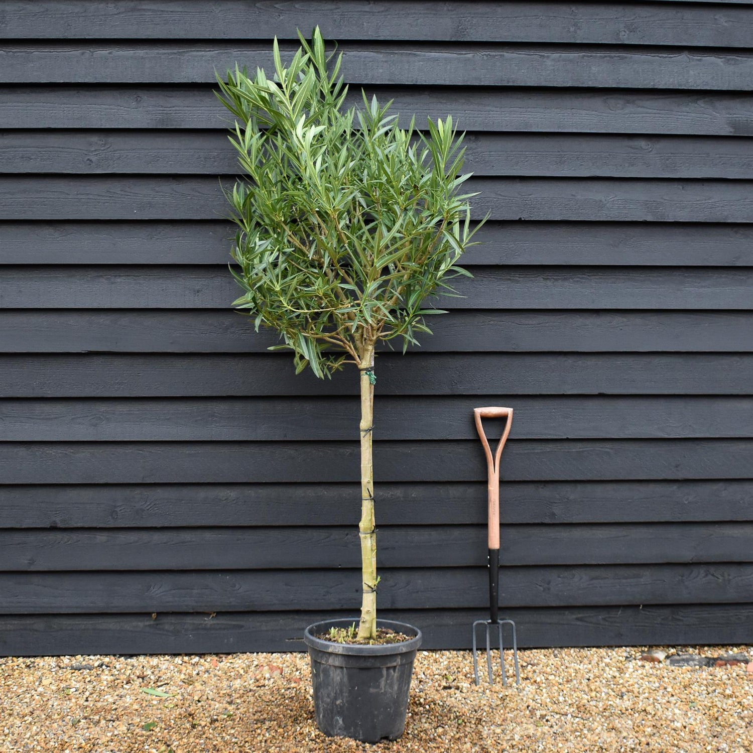 Nerium oleander - Bianco Semplice - Clear Stem 90-100cm - Height 190-220cm - 25lt