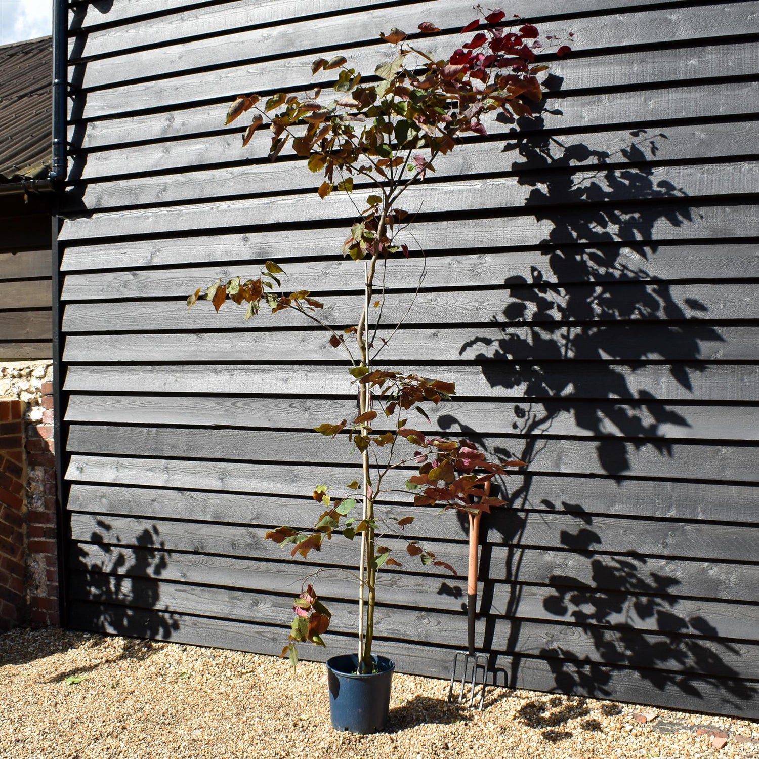 Cercis canadensis 'Forest Pansy' -Height 150-200cm - 12lt