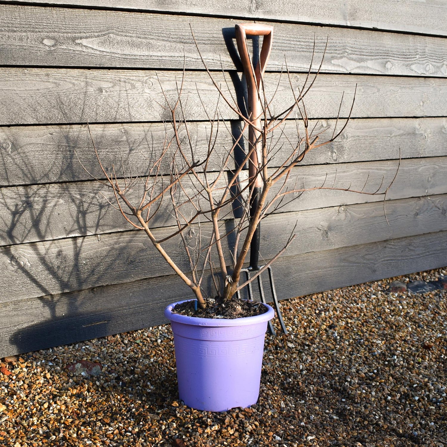 Vitex 'Chicagoland Blues' - Height 65-75cm - Bushy - 10lt