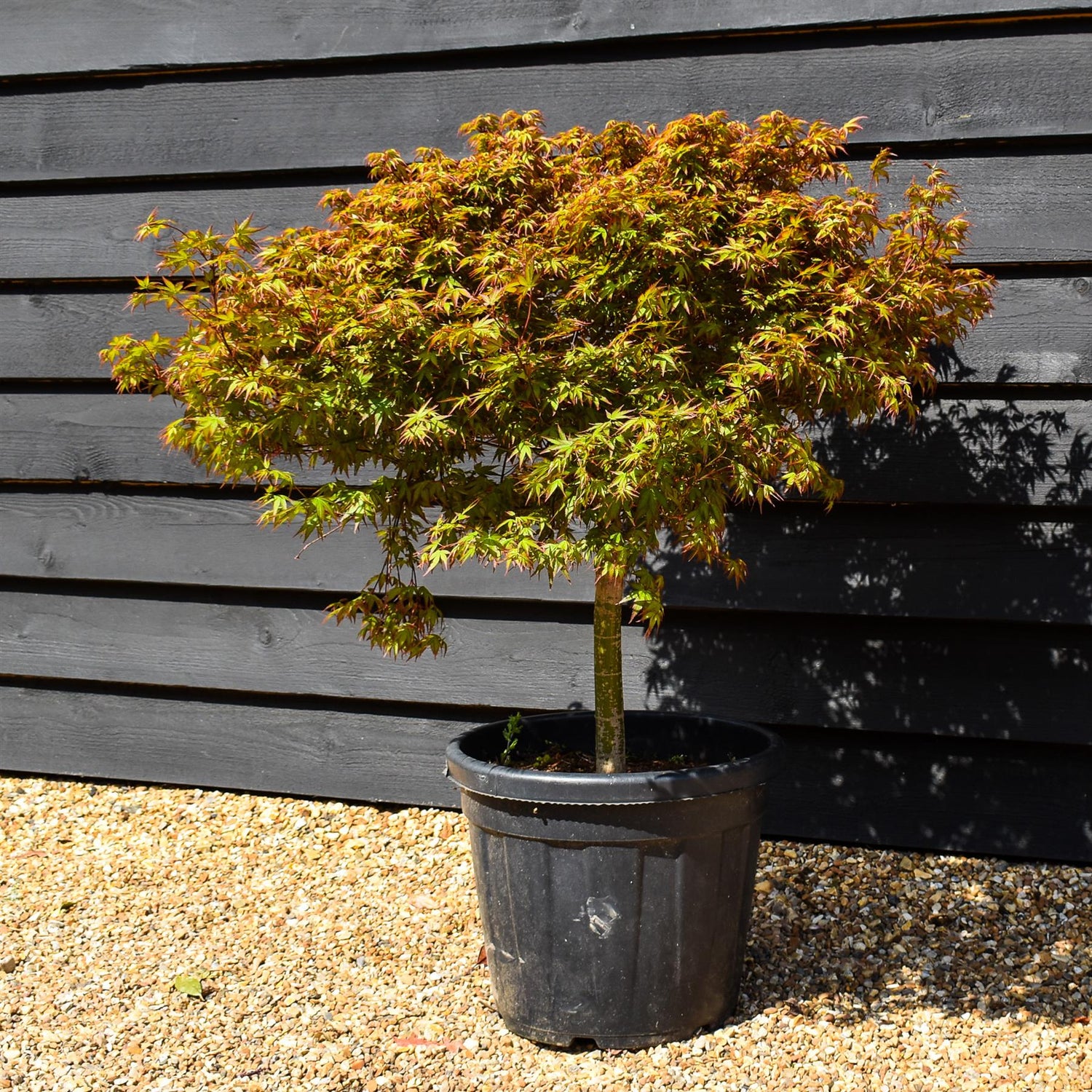 Japanese Maple | Acer palmatum Kiyohime - Stem 40cm - Height 70-80cm - 30lt