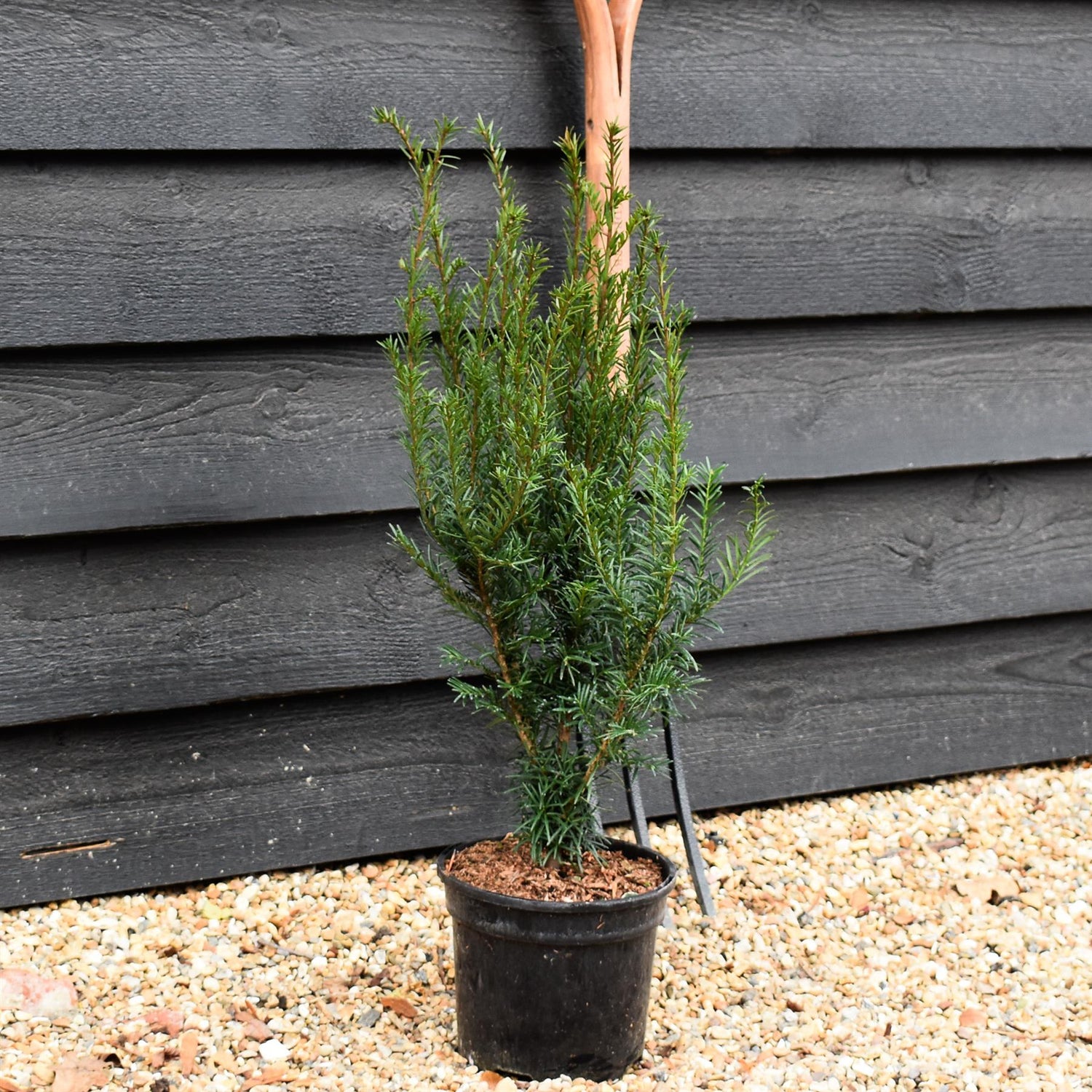 Yew | Taxus baccata - Height 90-100cm - 3lt