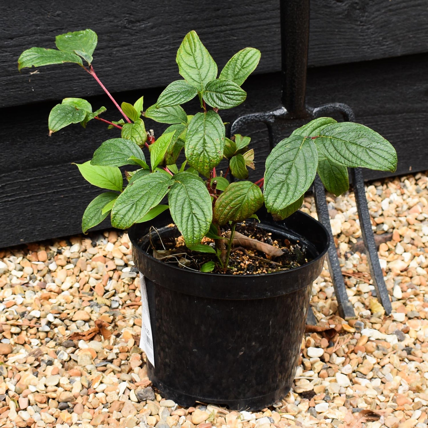 Cornus alba 'Sibirica' | Siberian Dogwood - 20-35CM - 3lt