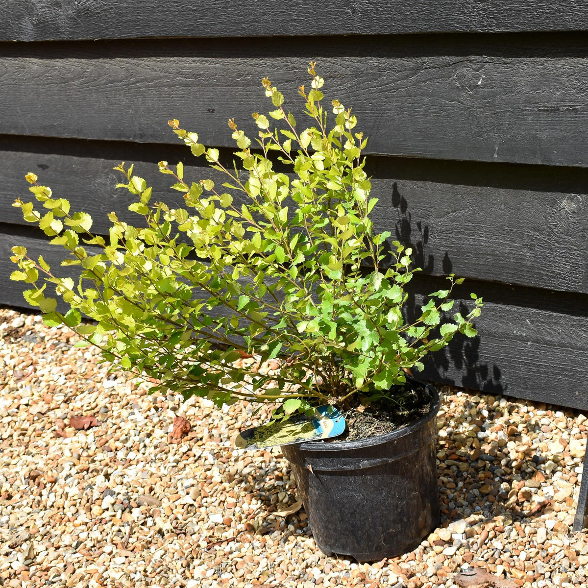 Betula nana 'Golden Treasure' - Height 20-30cm - Dwarf - 3lt