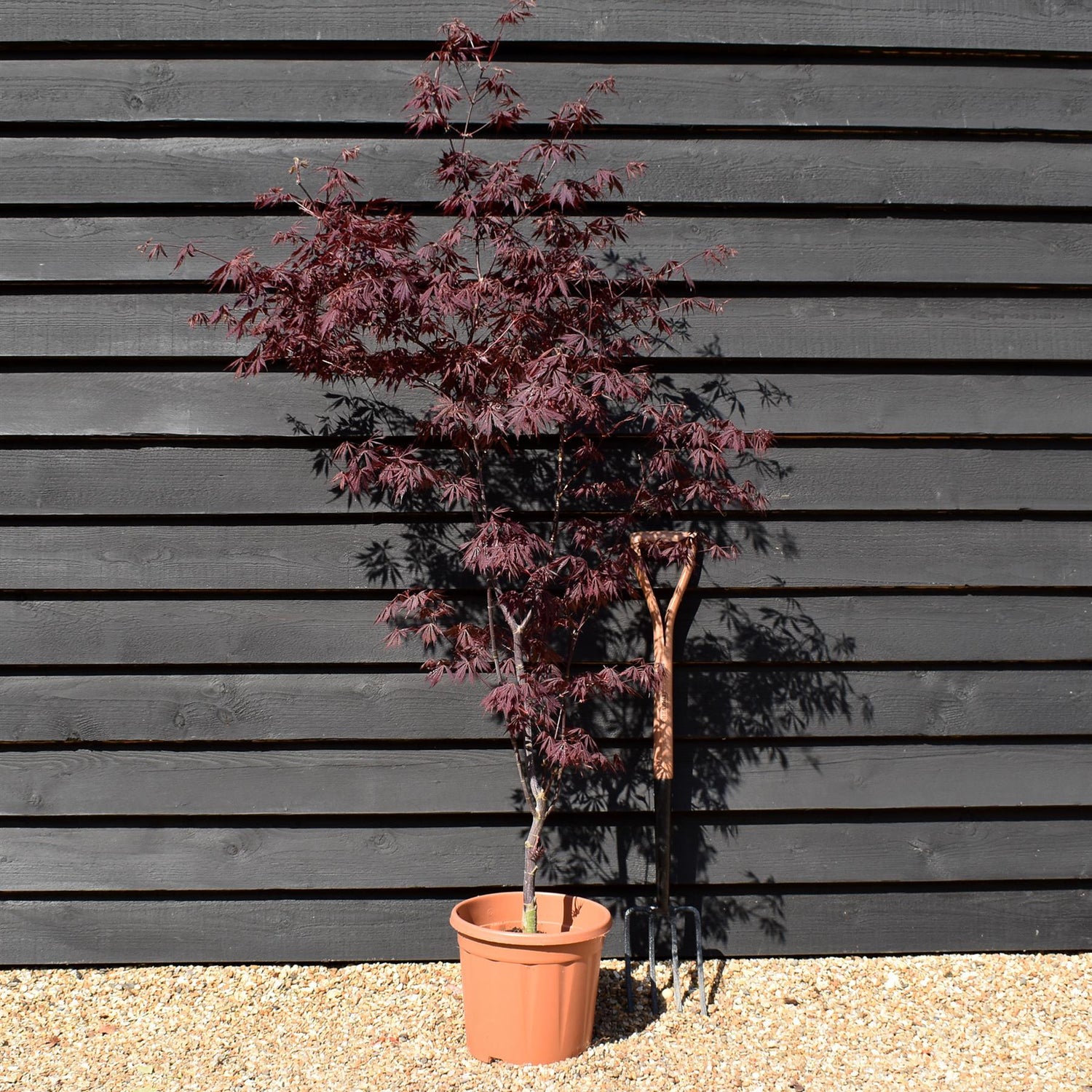 Acer palmatum 'Black Lace' | Japanese maple 'Beni-otake' - 150-200cm, 10lt