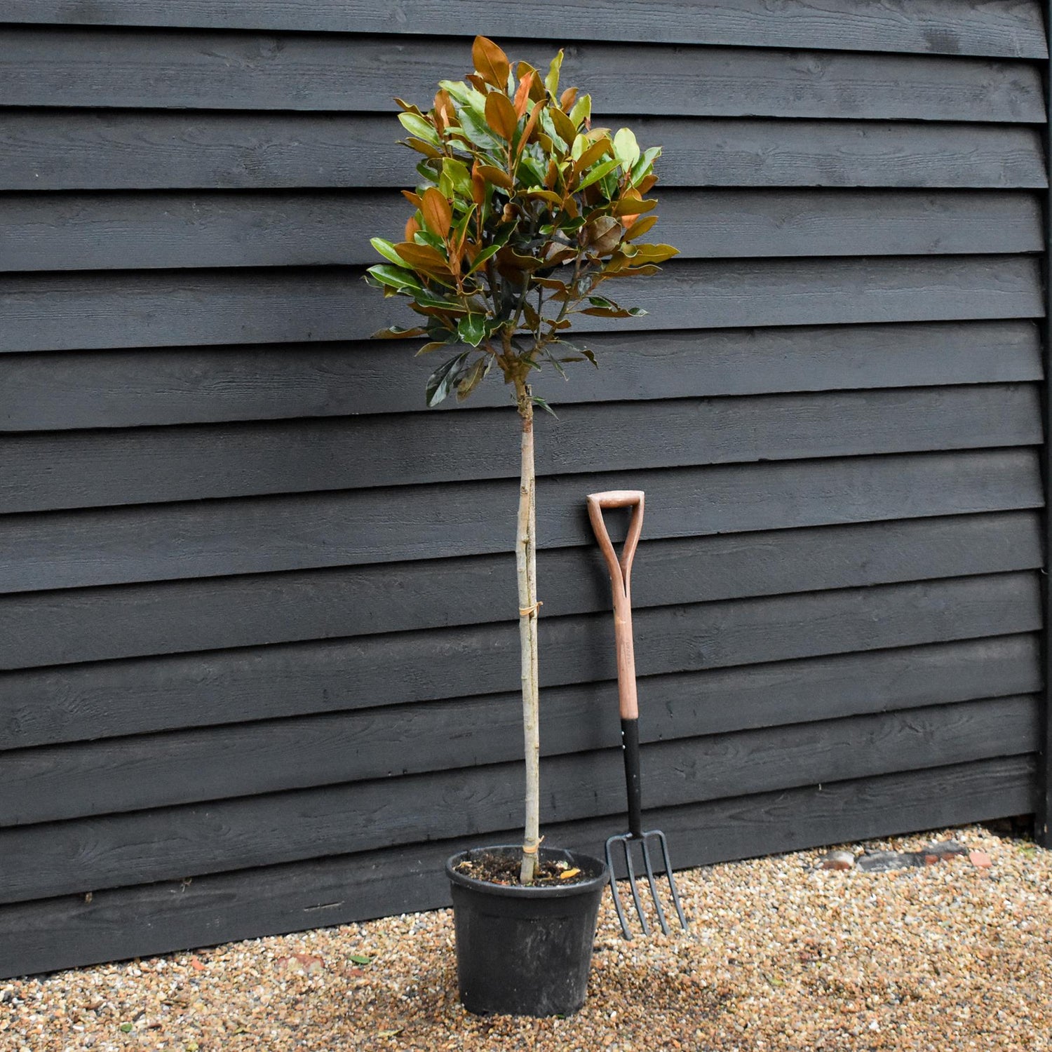 Magnolia grandiflora 'Little Gem'| Southern Magnolia - Clear Stem - Height 140-150cm - 18lt