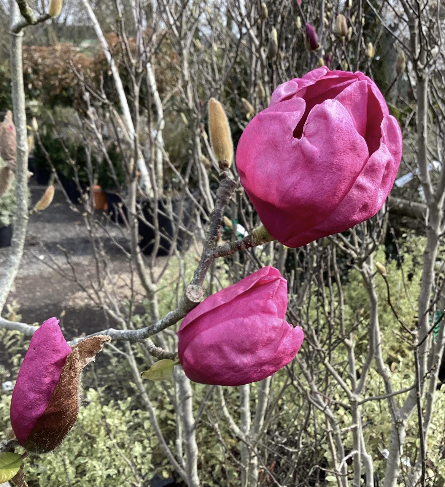 Magnolia Sweet Valentine - 240-260cm, 20lt