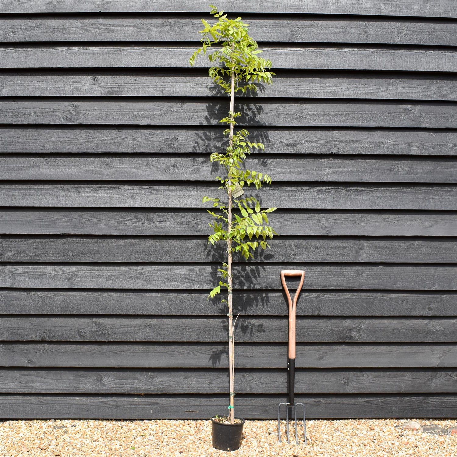 Wisteria floribunda 'Ito Koku Riu' - Cane - Height 150-200cm - 3lt