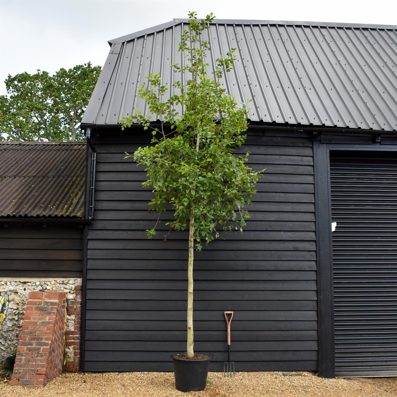 Alnus Incana - Grey Alder tree - Clear Stem - Standard - Girth 12-14cm - Height 450-480cm - 70lt