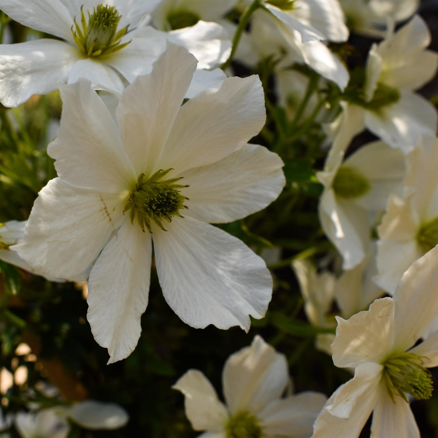 Clematis 'Early Sensation' - Climber on cane - Height 100-120cm - 2lt