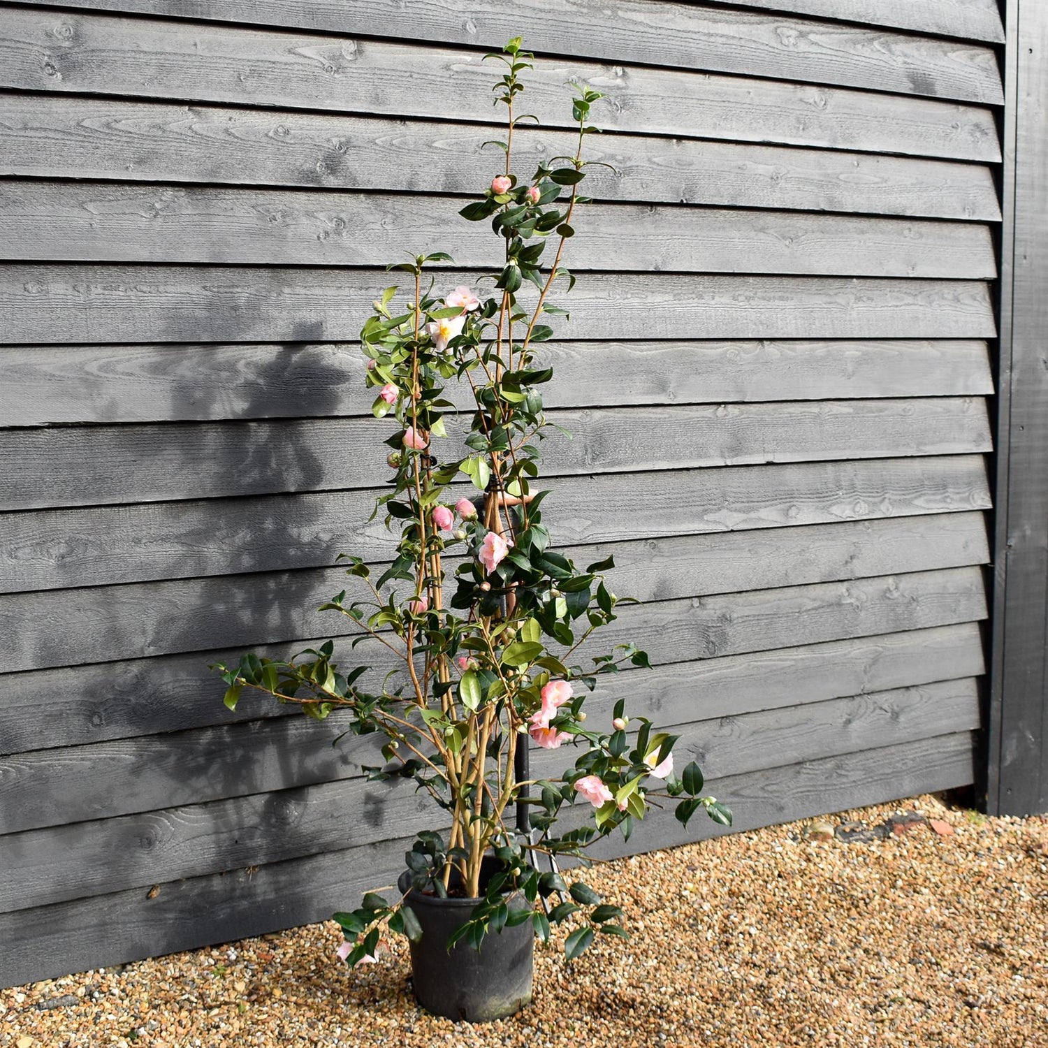 Camellia japonica 'Pink Icicle' - Height 100-120cm - 12lt