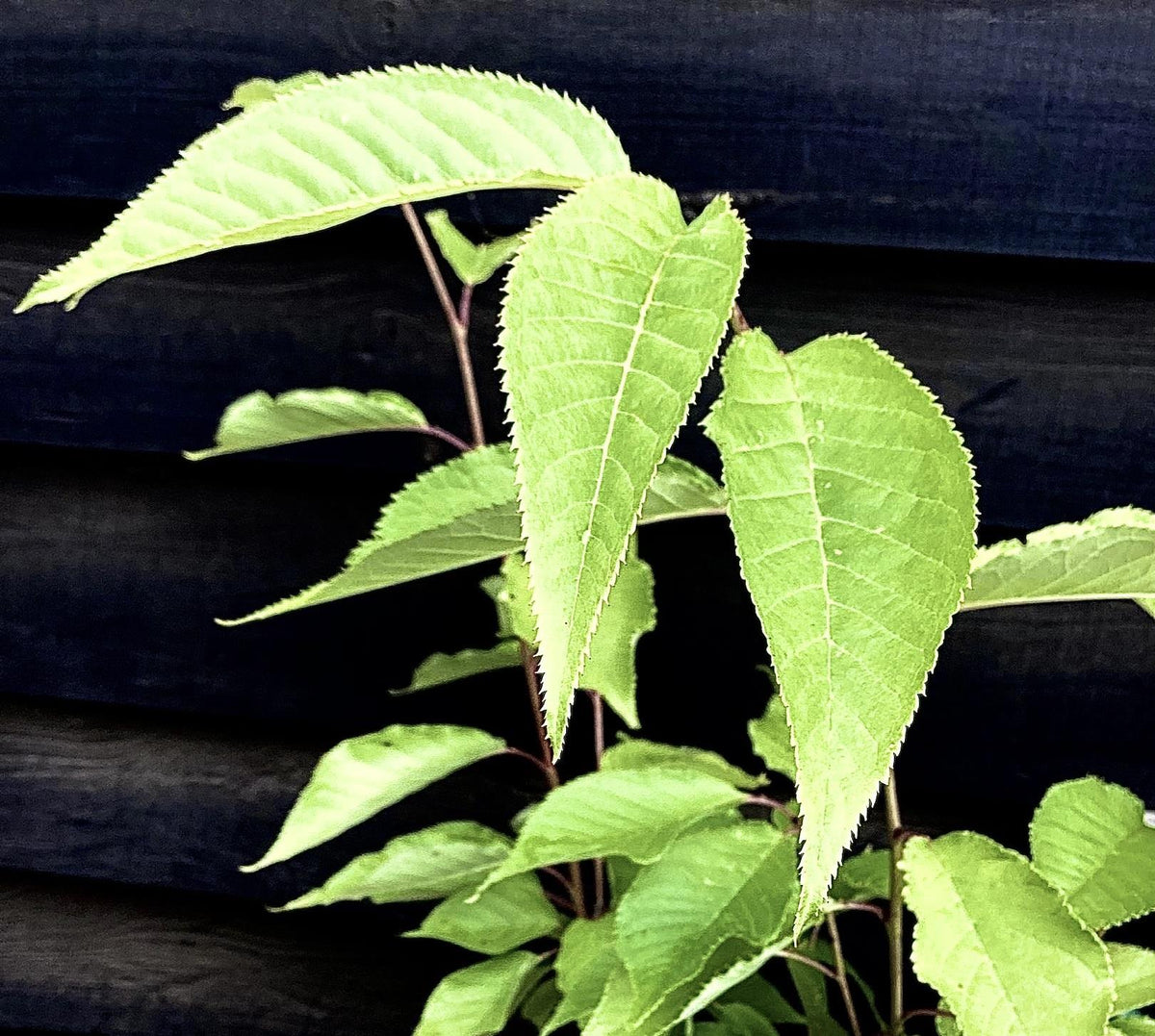 Prunus Kanzan | Cherry Kanzan - Clear Stem 120cm - Girth 6-8cm - Height 160-200cm - 10lt