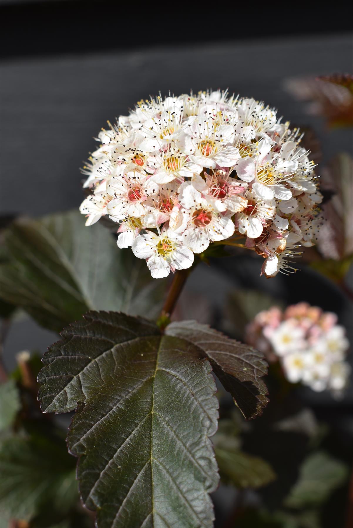Physocarpus opulifolius 'Diablo' - 60-90cm, 12lt