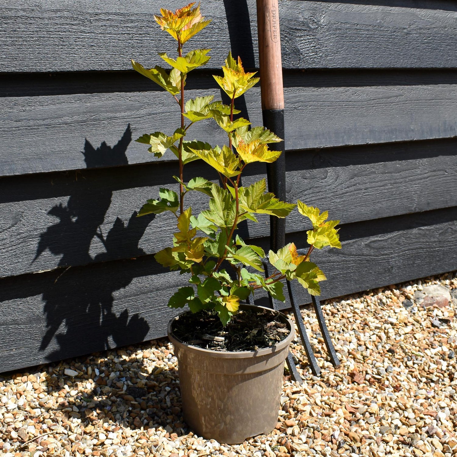 Physocarpus 'Magic Ball' - Shrub - Height 15-25cm - 2lt