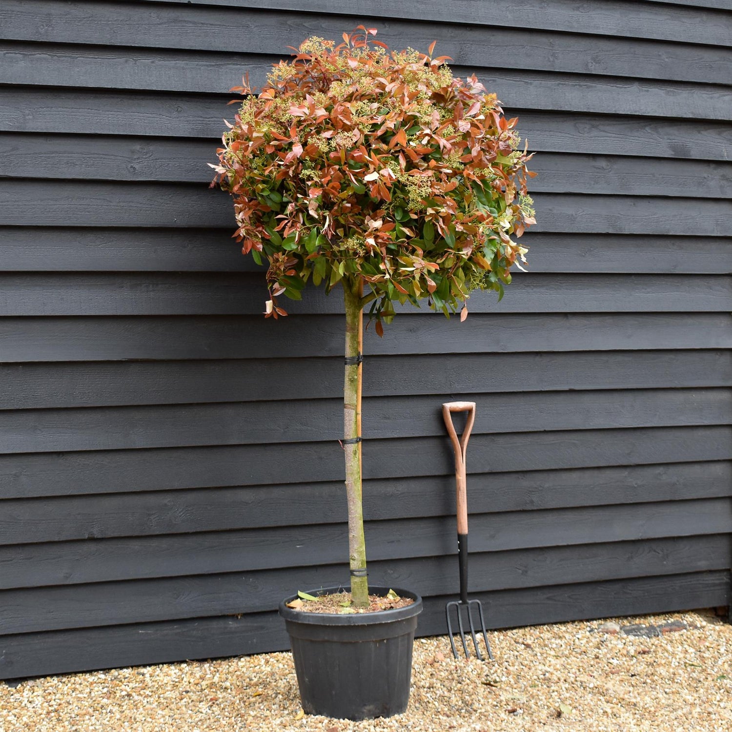 Photinia Red Robin | Christmas berry 'Red Robin' - Half Standard - Clear Stem 90-100cm - Height 170-180cm - 45lt