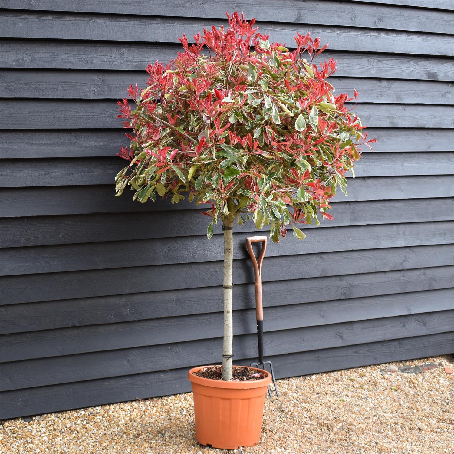 Photinia Pink Marble ('Cassini') | Christmas Berry Pink Marble - 35lt