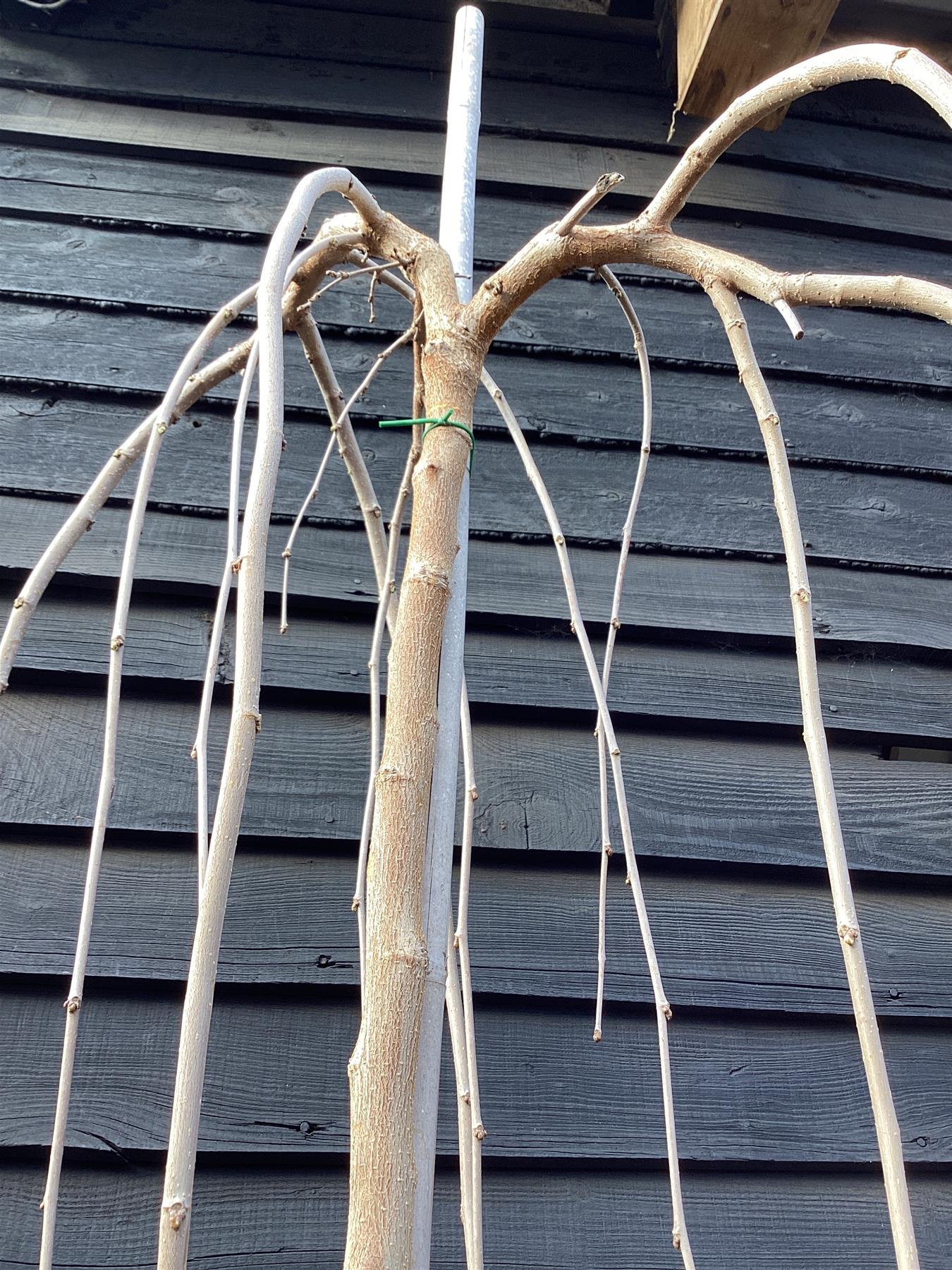 Morus alba 'Pendula' | Weeping White Mulberry - Girth 10cm - 230-250cm - 18lt