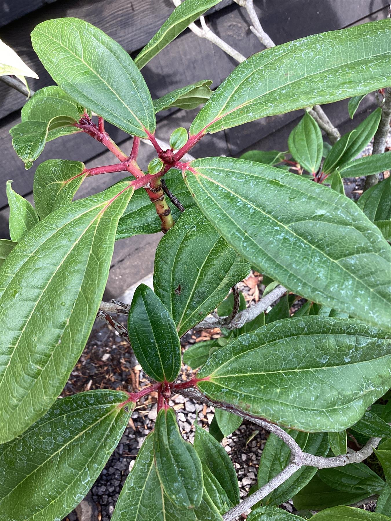 Viburnum davidii - 90-110cm, 20lt