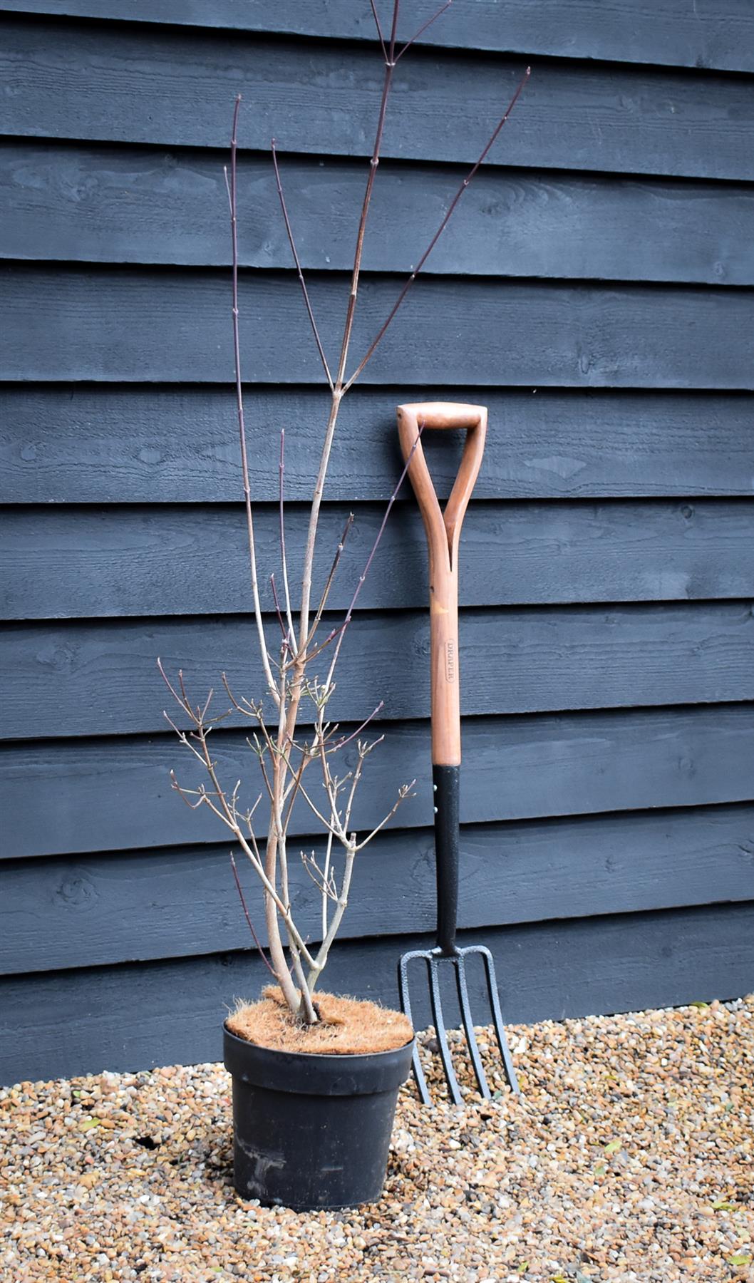 Cornus Rutgersensis Stellar Pink | Stellar Pink Dogwood - 120-150cm - 7lt
