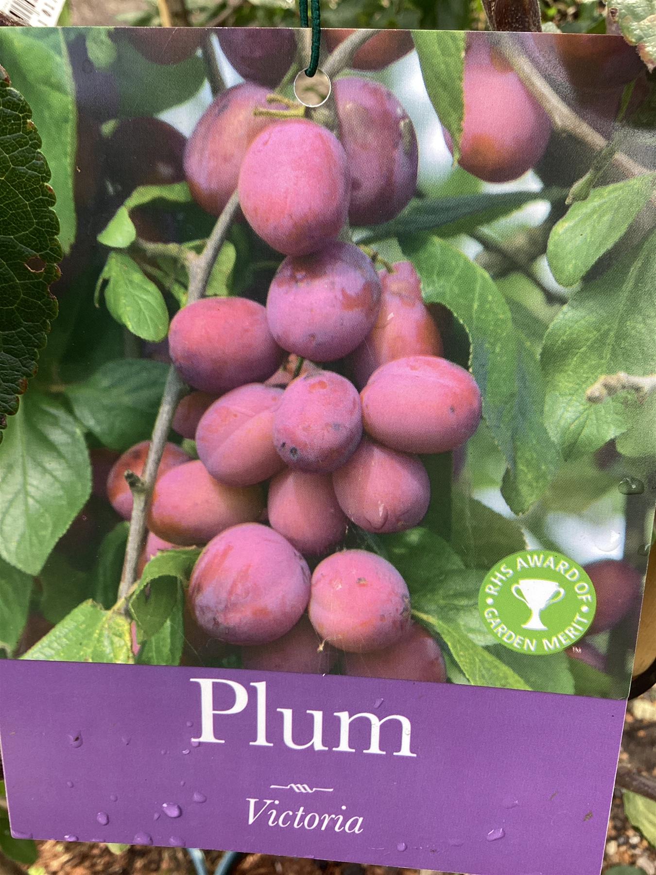 Plum 'Victoria' on Pixy - Dwarfing | Prunus Domestica - 150-160cm - 12lt