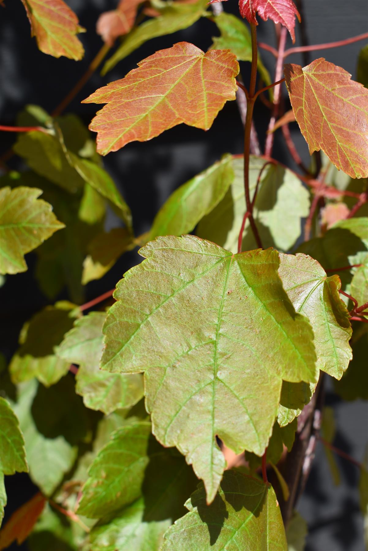 Acer Rubrum Summer Red Maple | Summer Red - Red Maple  - 230cm, 10lt