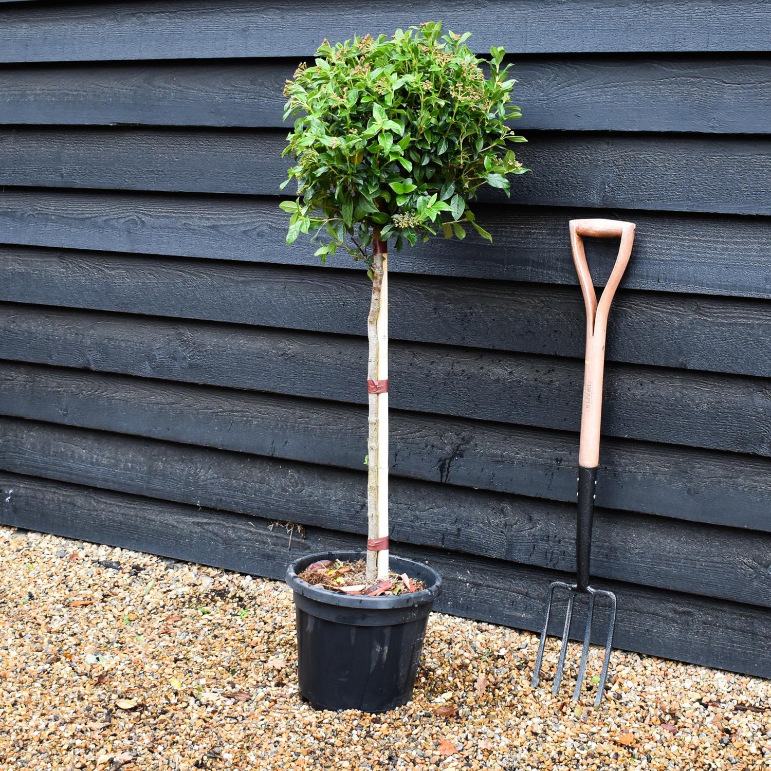 Viburnum Tinus Eve Price | Laurustinus 'Eve Price' - Single Stem - Height 110cm - 15lt